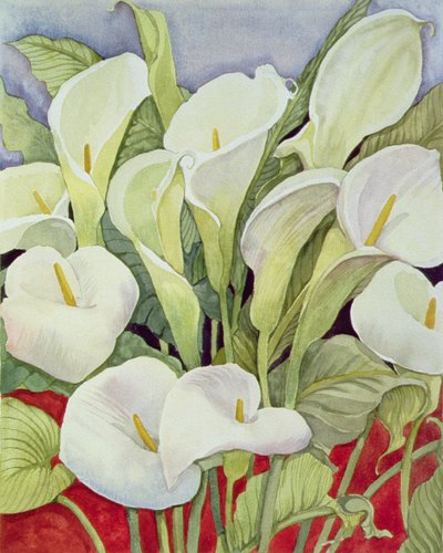 Arum Lilies, 1978 by Lillian Delevoryas